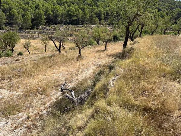 Terreno en Torremanzanas