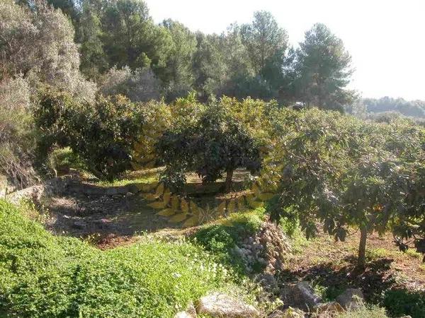 Terreno en Partida Segarra