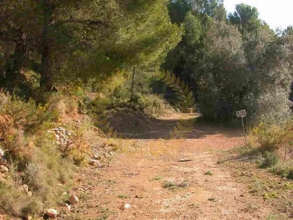 Terreno en Partida Segarra