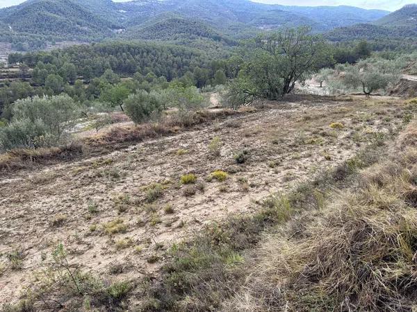 Terreno en carretera Cv-782 s/n