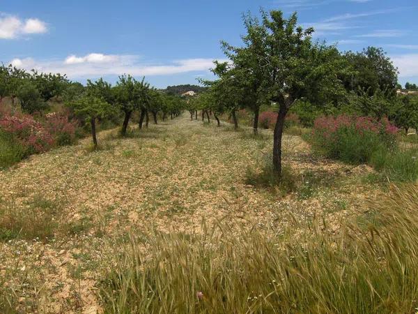 Terreno en Partida Benimalluny