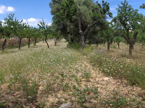 Terreno en Partida Benimalluny