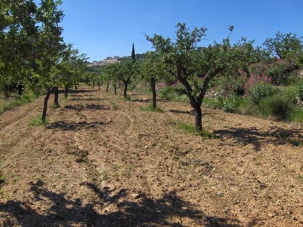 Terreno en Partida Benimalluny