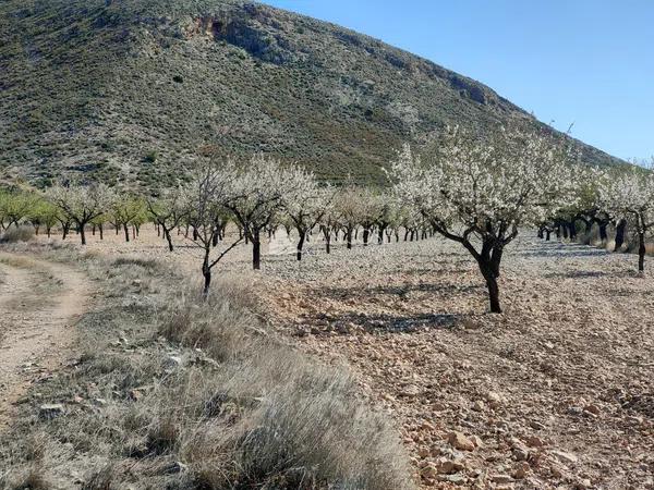 Terreno en La Murada-Los Vicentes