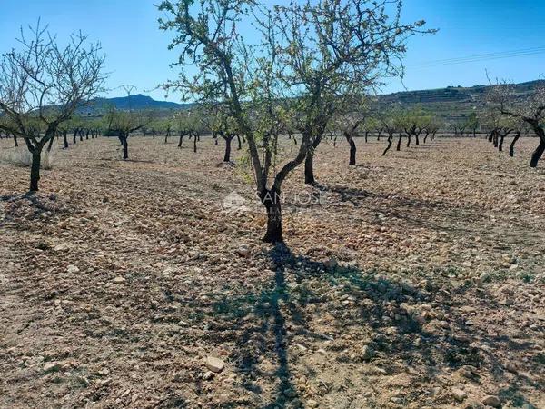 Terreno en La Murada-Los Vicentes