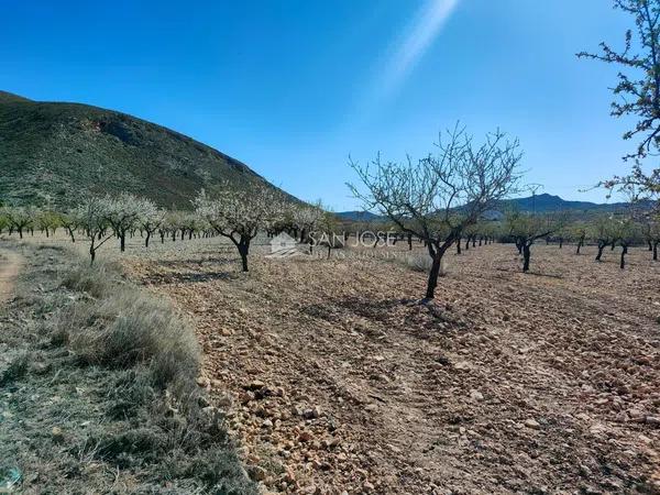 Terreno en La Murada-Los Vicentes