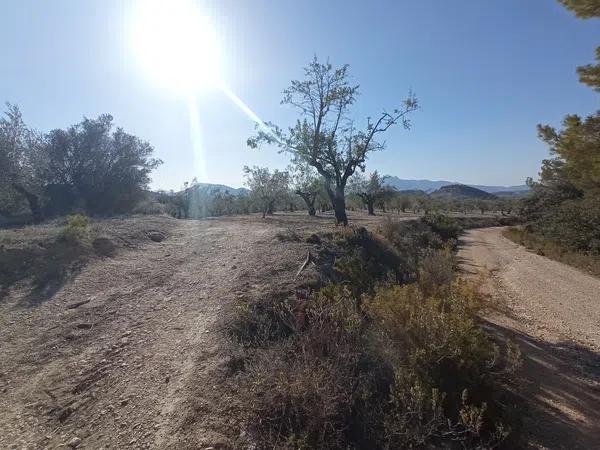 Terreno en Partida Petrosa s/n