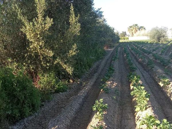 Terreno en carril de los Murcia, 5