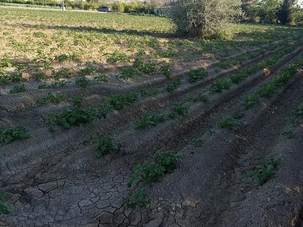 Terreno en carril de los Murcia, 5