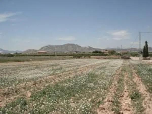 Terreno en camino Viejo de Hondón, 41 PolgonoParcela