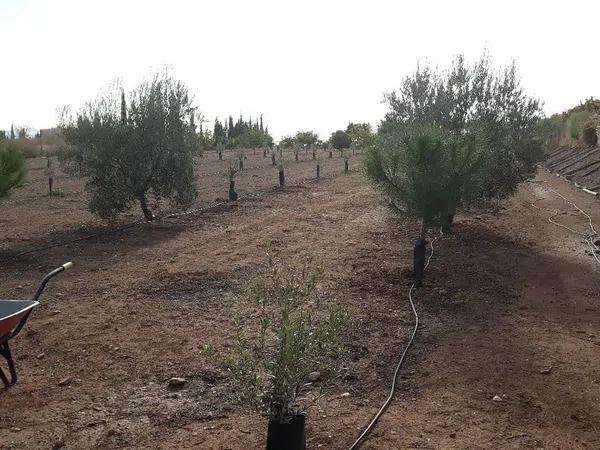 Terreno en Partida Horna Baja, 16