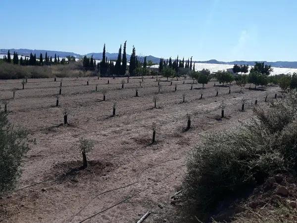 Terreno en Partida Horna Baja, 16