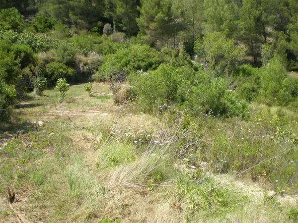 Terreno en carretera Bolulla