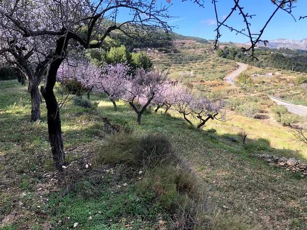 Terreno en Benimantell