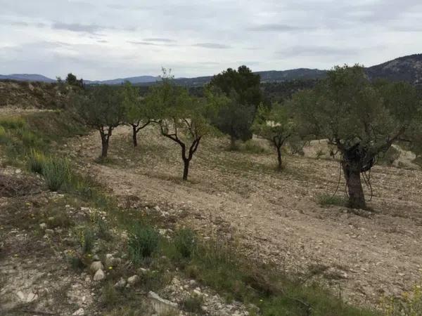 Terreno en Partida Torrosellas