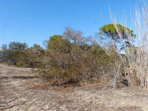 Terreno en La Huerta