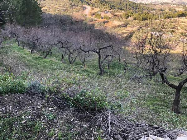 Terreno en Polígono 8 Parcela 55, 34