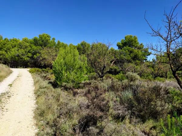 Terreno en Carrascal, 19