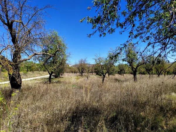 Terreno en Carrascal, 19