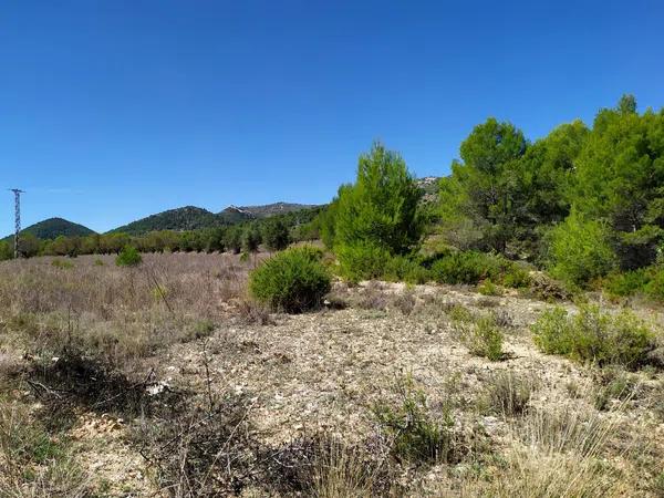 Terreno en Carrascal, 19