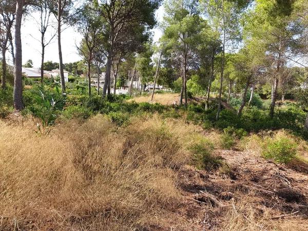 Terreno en calle de la Camamirla, 284