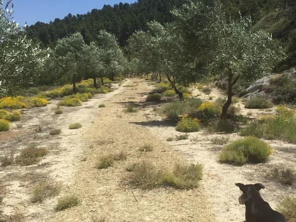 Terreno en carretera de Benifallim a torremanzanas, km 11