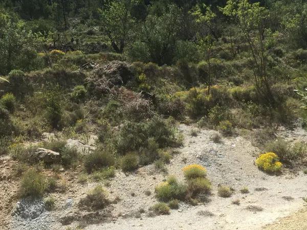 Terreno en carretera de Benifallim a torremanzanas, km 11