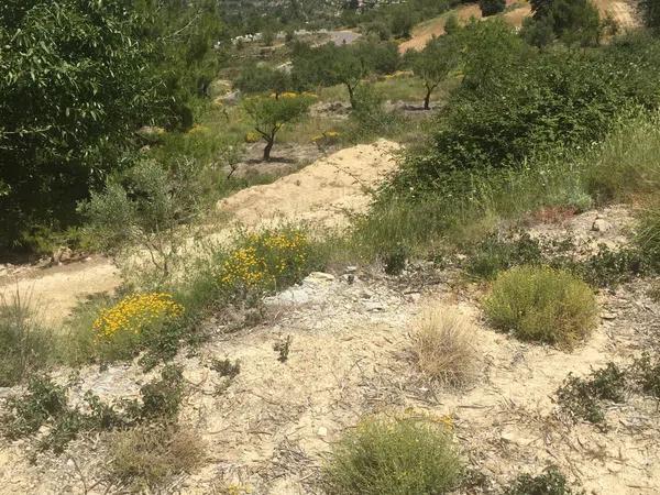 Terreno en carretera de Benifallim a torremanzanas, km 11