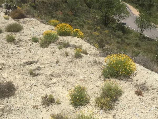 Terreno en carretera de Benifallim a torremanzanas, km 11