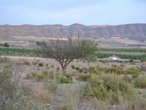 Terreno en carretera De Salinas a Sax s/n