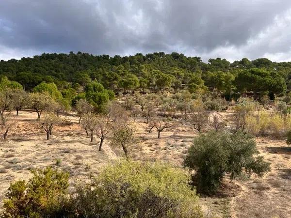 Terreno en camino Cabesols