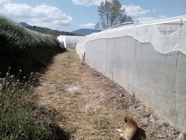 Terreno en carretera Penella, km 1