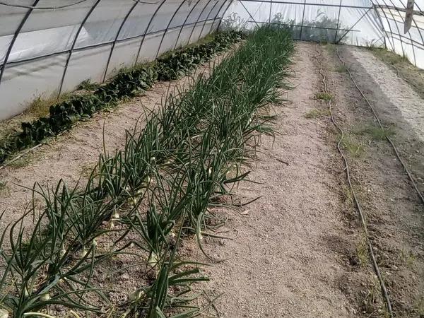 Terreno en carretera Penella, km 1