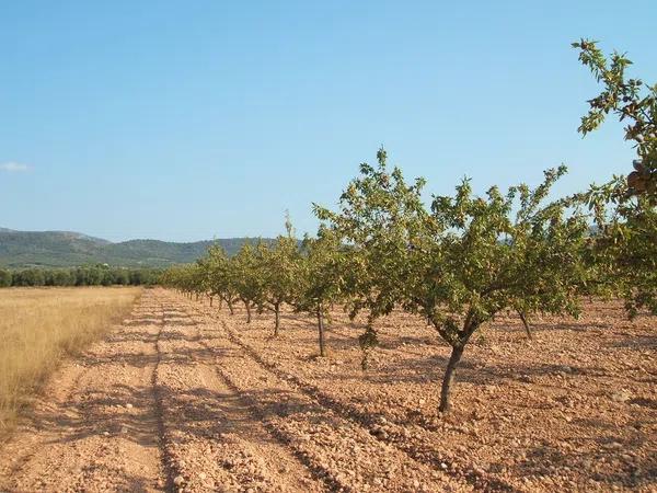 Terreno en la foia de biar