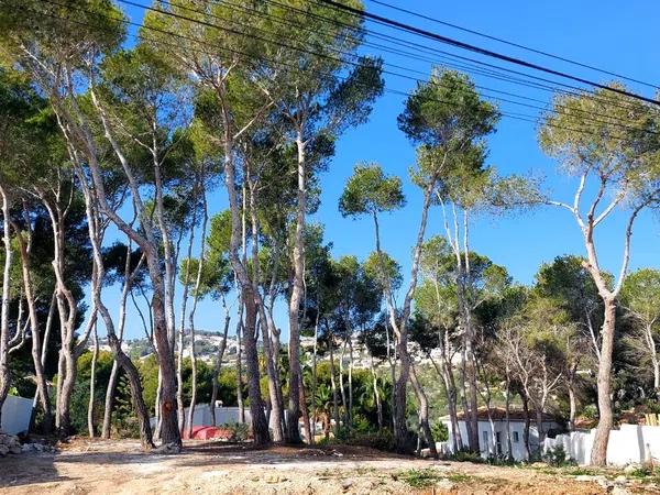 Terreno en calle Manzano, 61