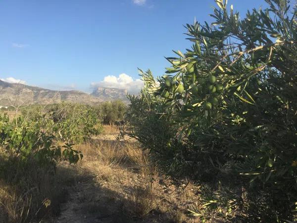 Terreno en calle la Torreta, 3 '9