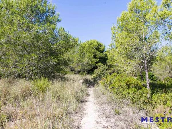 Terreno en Pinar de Advocat-Cometa