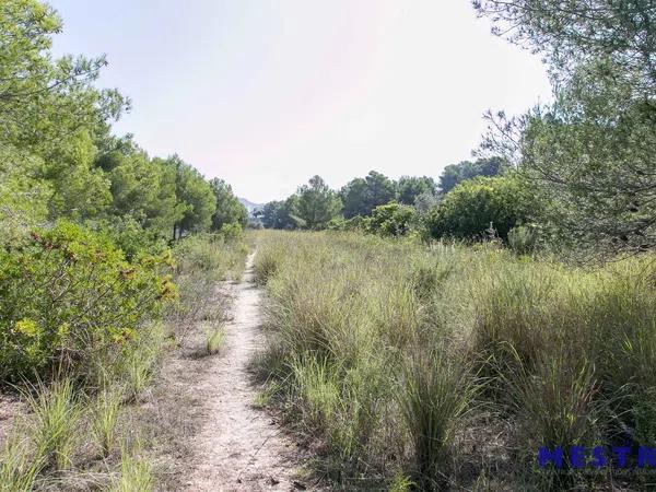 Terreno en Pinar de Advocat-Cometa