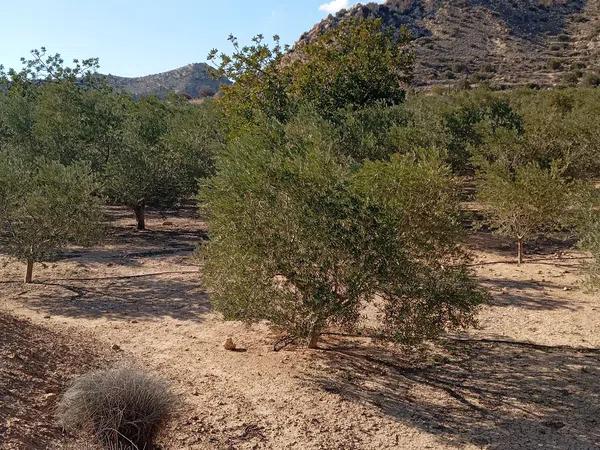 Terreno en La Galia-Bonavista