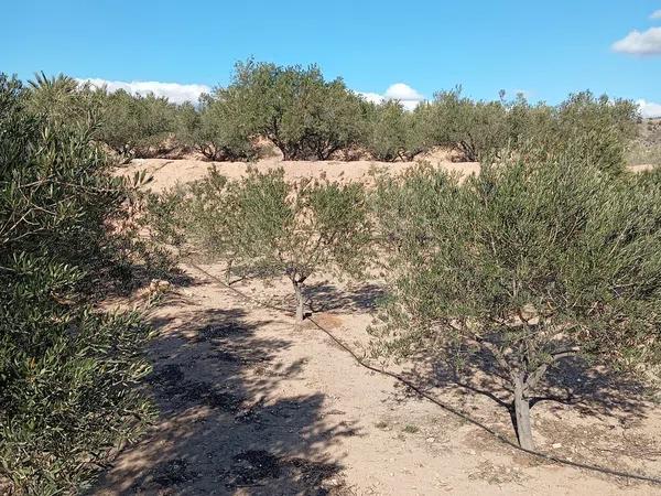 Terreno en La Galia-Bonavista