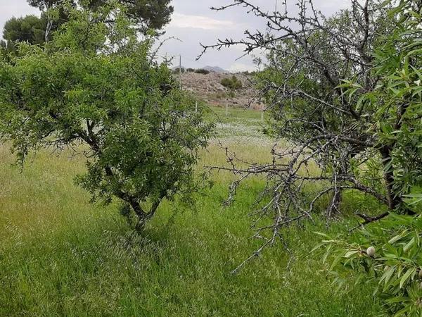 Terreno en Jubalcoi-Saladas