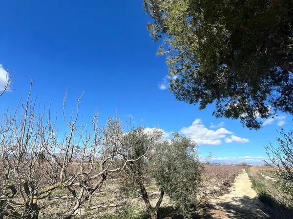 Terreno en carretera Cv-851, km 8